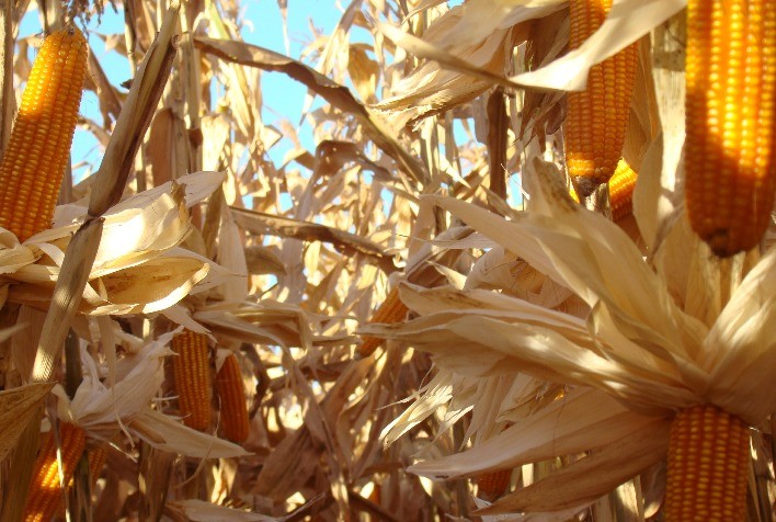 Perspectivas de Boas Safras Pressionam Preços do Milho em Chicago nesta Segunda-Feira