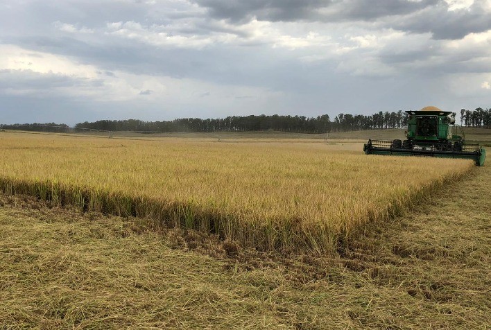 Colheita de Arroz no Rio Grande do Sul Alcança 7,16 Milhões de Toneladas