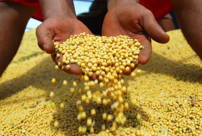 Revisão do USDA e Conab Reduzem Expectativas para Safra Brasileira de Soja