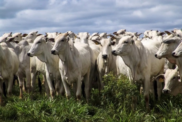 Fator Cambial Afasta Pecuaristas e Mercado de Boi Indica Estabilidade