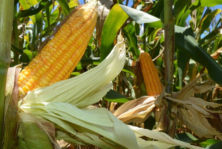 Mercado Brasileiro de Milho Deve Permanecer Estável