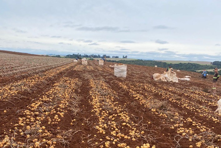 Colheita Inicial no Sudoeste Paulista Impacta Preços da Batata, Aponta Cepea