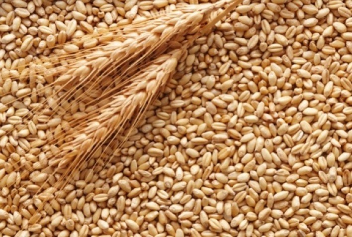 Mercado de Trigo em Alta na Entressafra