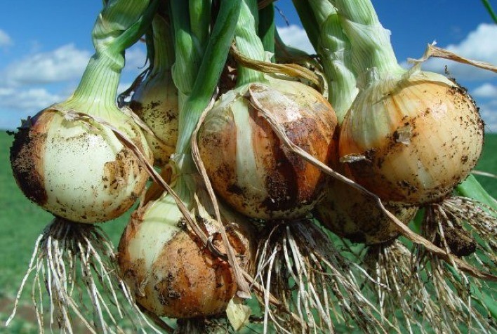 Safra de Inverno em Santa Catarina Promete Recuperação e Avanços