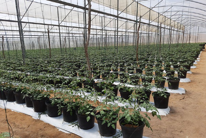 Pesquisa Desenvolve Técnica para Cultivo de Tomate-Cereja em Substrato de Casca de Coco