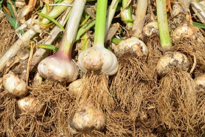 Epagri Impulsiona Cadeia Produtiva do Alho em Frei Rogério