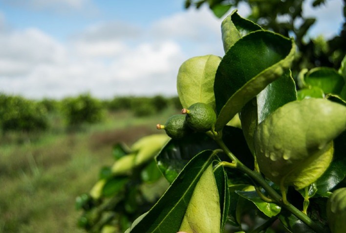 Amazônia Inova na Citricultura: Recomendação de Porta-enxertos para Limão é Destaque