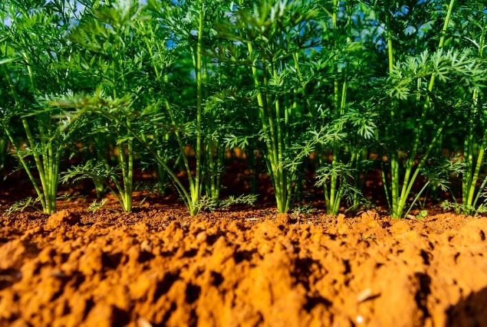 Produção Sustentável de Hortifrúti Aposta na Biotecnologia para Redução de Resíduos Químicos