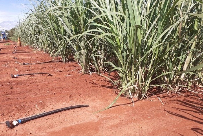 Como os canaviais irrigados melhoram a produtividade dos canaviais de sequeiro