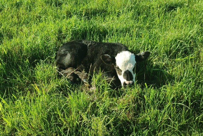 Criadores devem estar atentos a cuidados necessários após nascimentos de terneiros