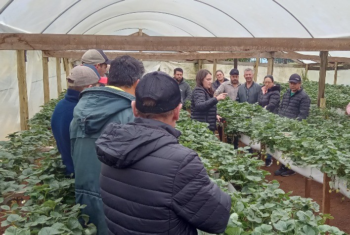 Oficina Técnica em Campo Belo do Sul Capacita Produtores de Morango