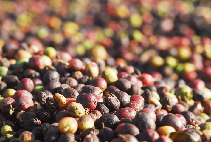 Cafés Especiais da Bahia: Diversidade e Reconhecimento Nacional