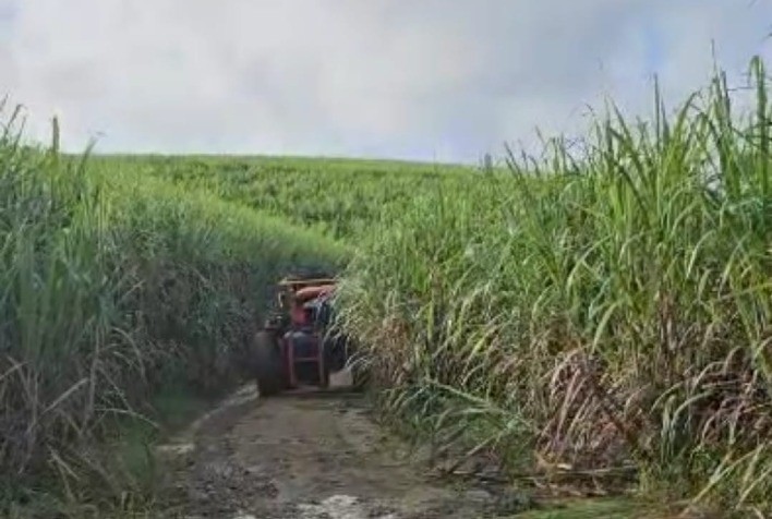 Pernambuco Prepara Safra Recorde de Cana com Moagem Prevista de Quase 1 Milhão de Toneladas