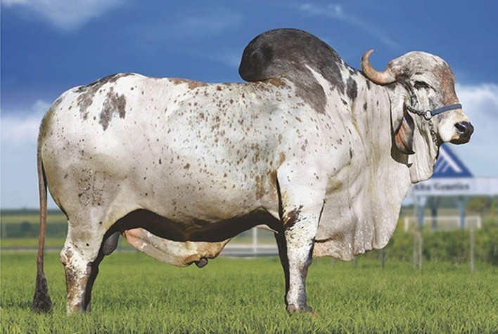 Alta Genética: Expectativa de Crescimento de 20% nas Vendas em 2024