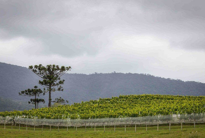 Prazo para Emissão do CCIR 2024: Até 18 de julho