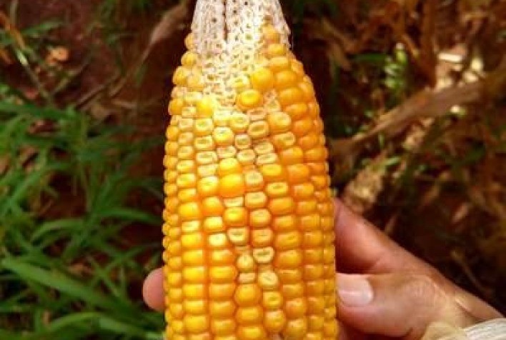 Desvendando o Mistério das Espigas Presas no Milho: O Papel dos Adjuvantes