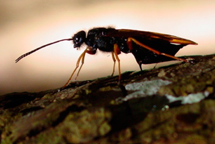 Embrapa Florestas lança manual crucial para o controle da Vespa-da-Madeira em plantações de pinus