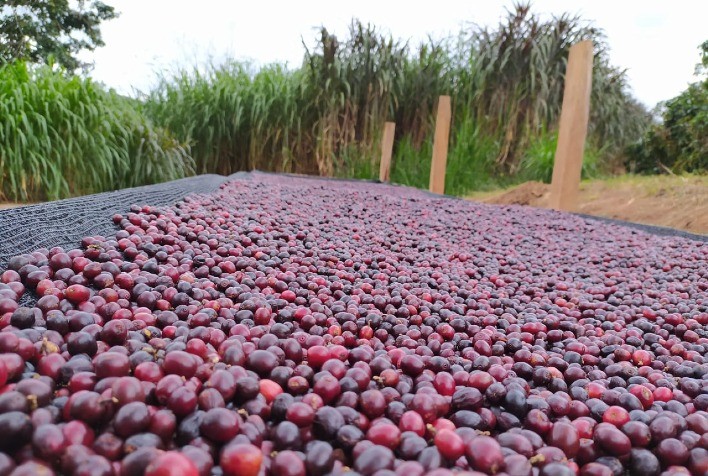 Preocupações com oferta global impulsionam alta no mercado de café