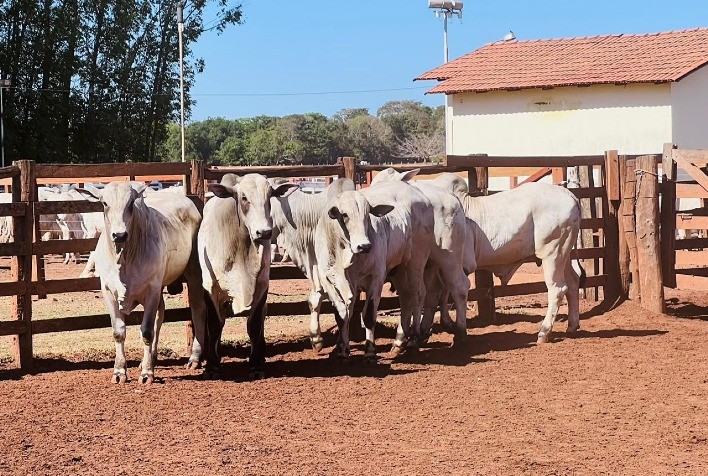 Prova de Ganho de Peso destaca evolução genética da raça Nelore no Tocantins