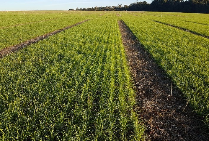 Produtores brasileiros de Trigo avançam no plantio enquanto moinhos monitoram importações