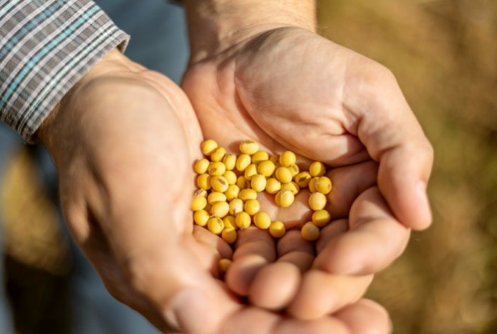 Sicredi Atualiza Previsões para Safra de Soja e Milho em Relatório Especializado