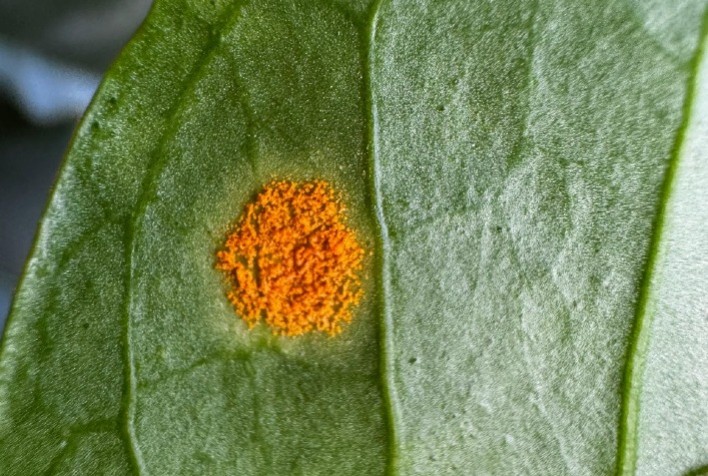 Rovensa Next Revoluciona o Controle de Doenças Agrícolas com Novos Biofungicidas