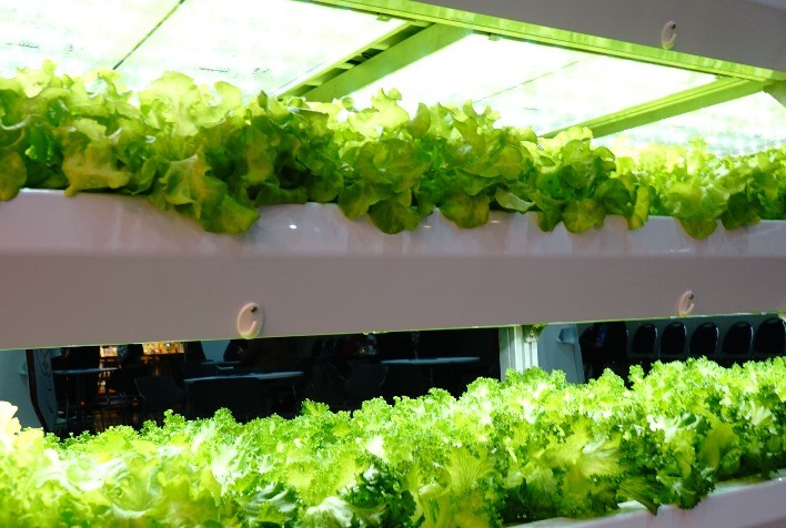 Agricultura Vertical Urbana no Brasil: Desafios e Potenciais