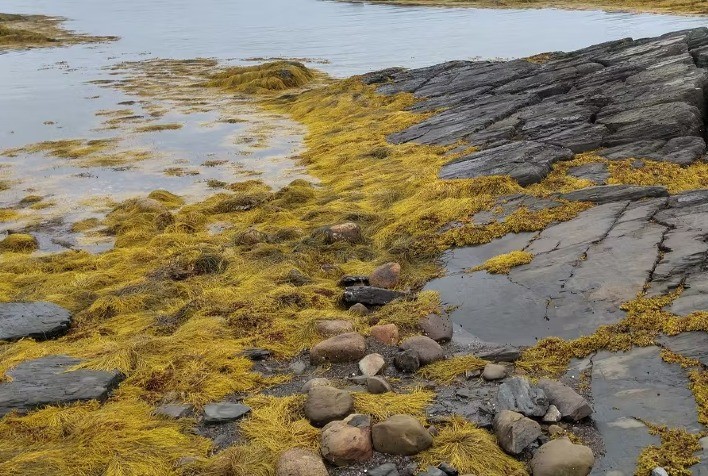 Algas Marinhas na Agricultura: Aliadas Essenciais contra Desafios Climáticos