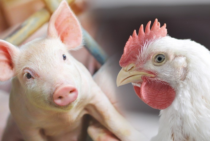 Ácidos Orgânicos na Água de Bebida: Estratégia para Melhorar a Produtividade em Monogástricos