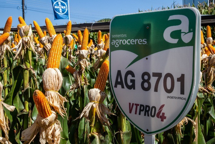Híbridos da Bayer se destacam no Concurso de Produtividade na Safra de Verão 2024