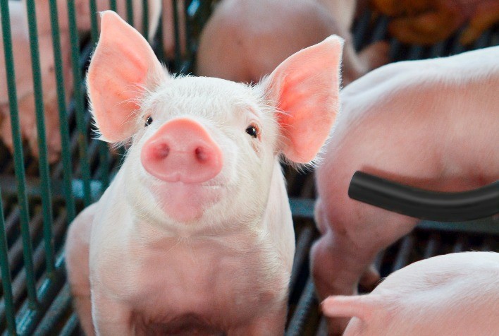 Biosseguridade: Chave para o Sucesso na Suinocultura