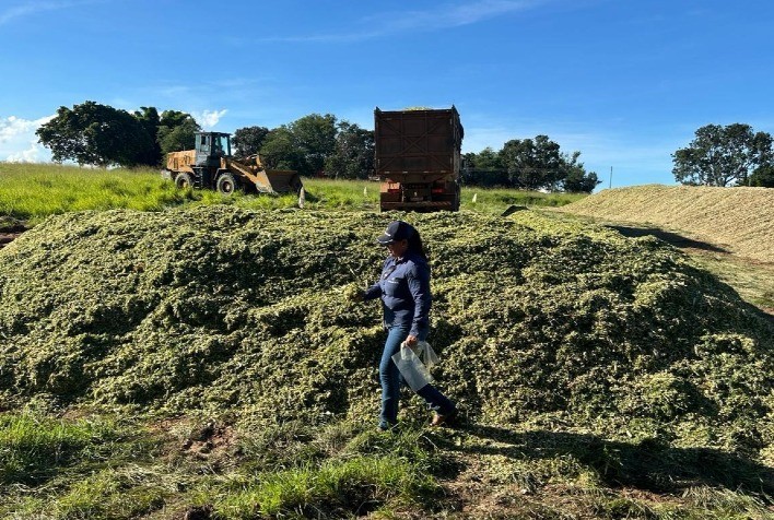 Pesquisadores Inovam com Novo Híbrido de Milho para Silagem