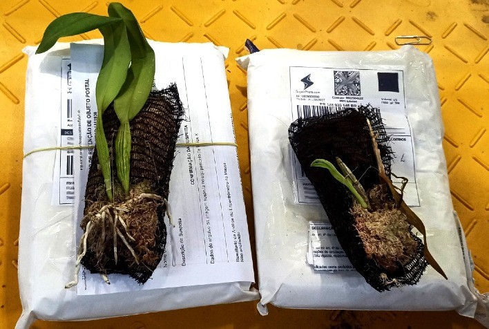 Agrodefesa e Correios firmam parceria para interceptar produtos vegetais suspeitos que possam trazer risco à produção agropecuária