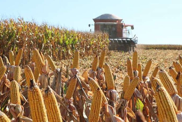 Início da Colheita do Milho Segunda Safra 2023/2024 no Mato Grosso do Sul