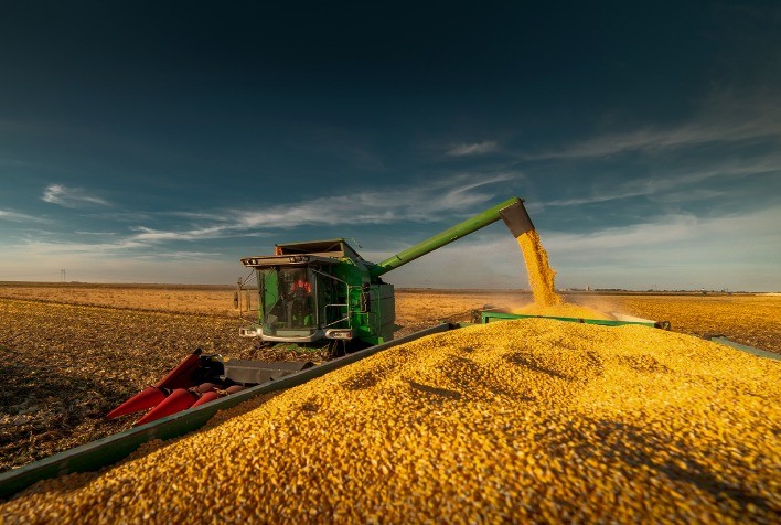 Avanço da colheita do milho no Brasil: Conab atualiza dados