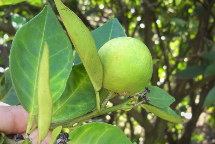 Desafios e estratégias na luta contra o Greening nos citrus