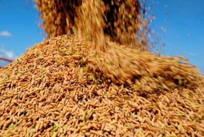 Mercado de Arroz: Preços Estáveis na Casa dos R$ 112 por Saca