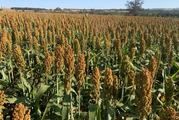 Estiagem em Patos de Minas (MG) Impacta Safrinha de Sorgo com Expectativa de Quebra de 44%