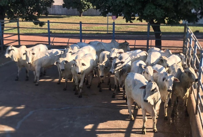 Primeira Etapa Nacional do Circuito Nelore de Qualidade 2024 em Araguaína (TO)