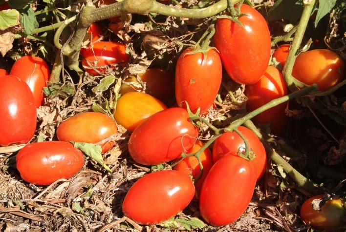 Transplantio de tomate deve ser feito até 30 de junho, alerta Agrodefesa