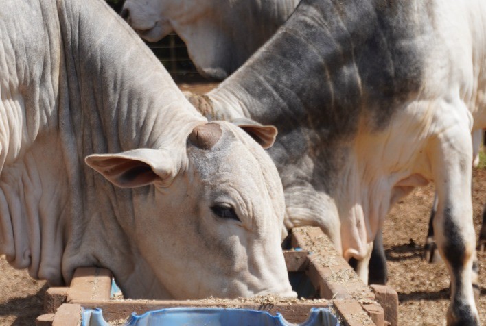 Fazenda Novo Horizonte Promove 1º Shopping de Touros em Araxá/MG