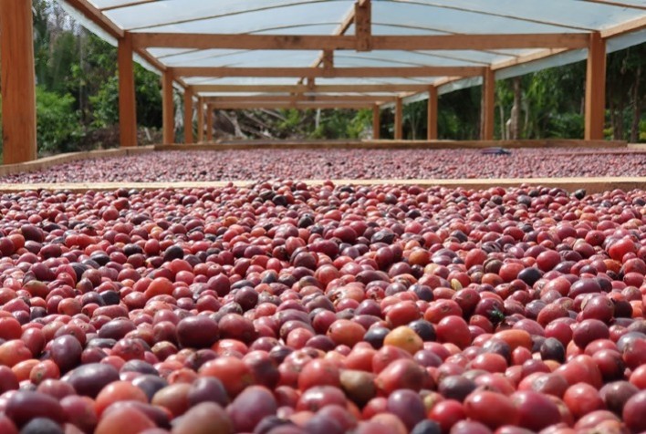 Rondônia Atinge 85% da Colheita da Safra de Café 2024