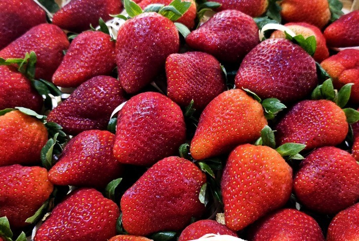 Morangos do Norte Pioneiro com Indicação Geográfica Impulsionam Mercado Nacional