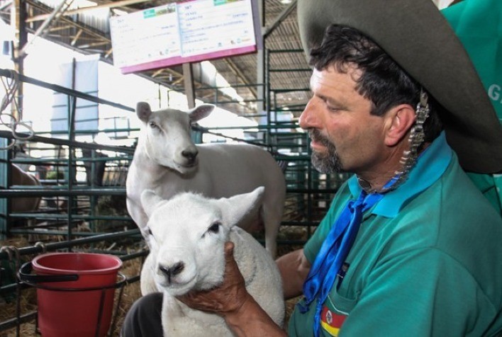 Expointer: Inscrições para Ovinos Abertas pela Arco