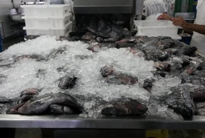 Paraná Lidera Produção de Pescado com Nova Pesquisa Sobre Áreas Viáveis para Aquicultura