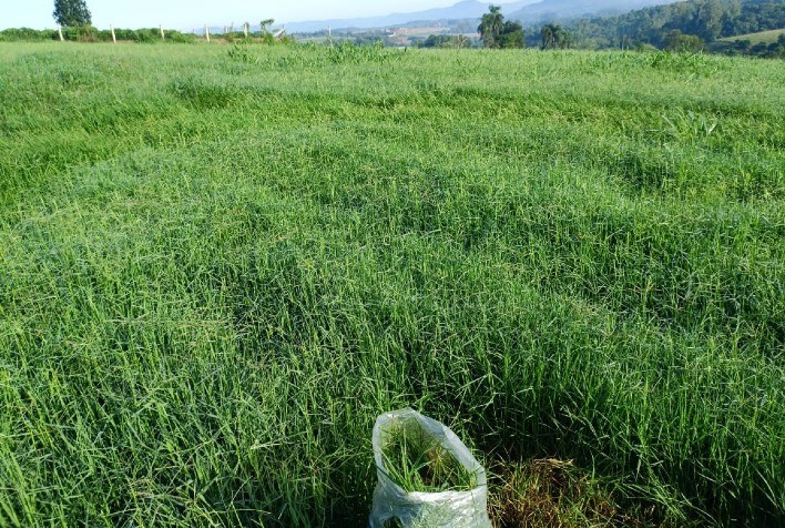 Fertilidade do Solo: Chave para uma Pecuária Produtiva