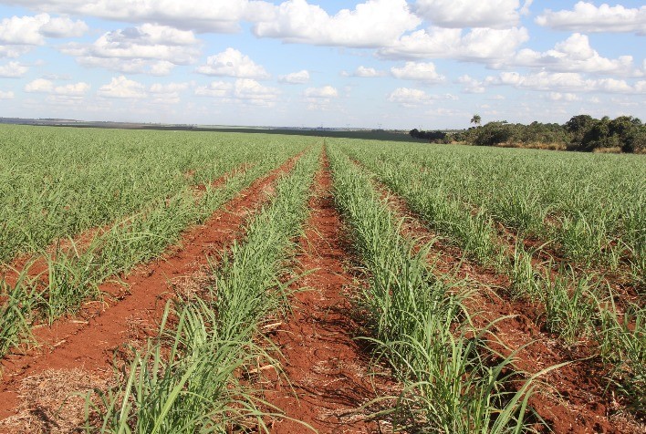 Tecnologia de Irrigação: Maximizando Nutrientes na Produção de Cana-de-Açúcar