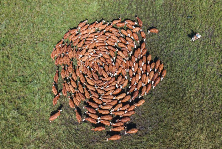 Mercado de genética na pecuária tem retomada aquecida no Rio Grande do Sul