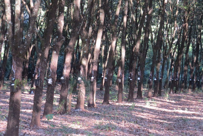 Índice de Preço de Importação da Borracha Natural: Produtores Brasileiros em Busca de Competitividade Global