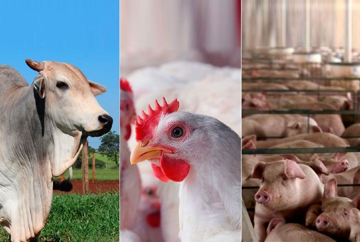 Desempenho do frango, boi e suíno vivos em junho e no primeiro semestre de 2024